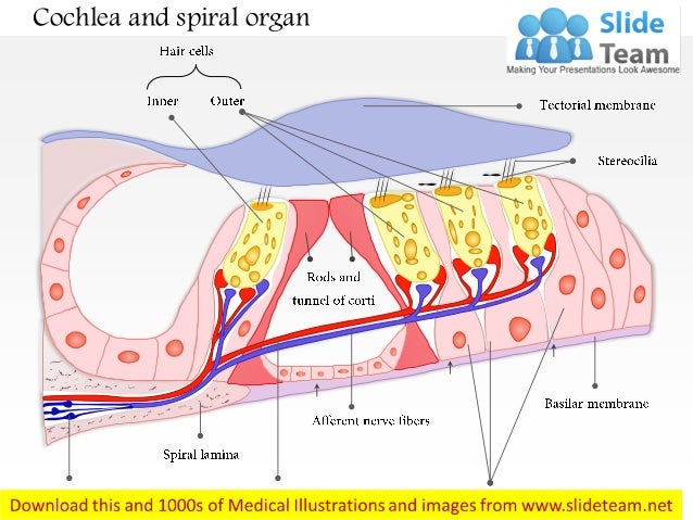 cochlea spiral diagram get wiring diagram cochlea spiral diagram get wiring diagram